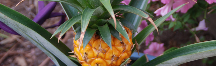Growing-Pineapple-THUMB.jpg