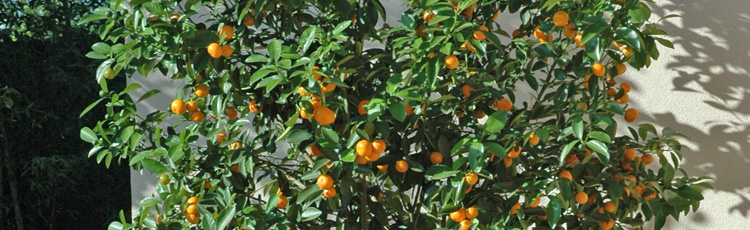Growing-an-Orange-Tree-Indoors-THUMB.jpg