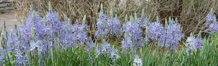 050615_Add_a_Bit_of_Blue_to_the_Spring_Garden_with_Camassia.jpg