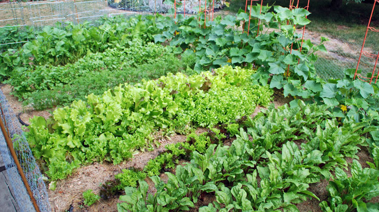 Grow-a-Bountiful-Garden-and-Share-with-the-Hungry.jpg