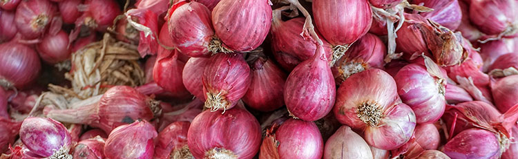 Growing Shallots in the Southern Plains - FineGardening