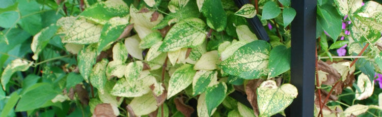 clematis leaves