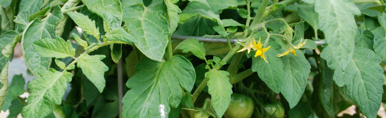 Stunted-Tomato-Plants-THUMB.jpg