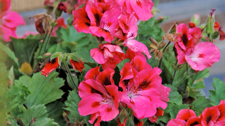 Best-Time-to-Replant-Cuttings-from-Geraniums.jpg