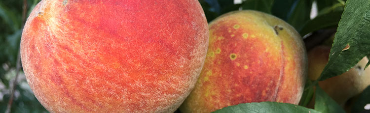 How to Store Peaches and How To Pick a Ripe Peach