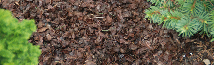 Image of Cocoa bean mulch for landscaping