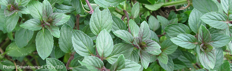 Master the Art of Growing Chocolate Mint Herb: Expert Tips 