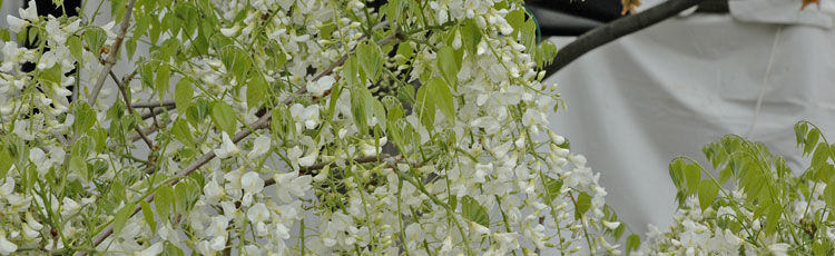 wisteria seedlings