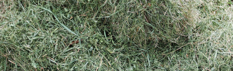 grass clippings compost