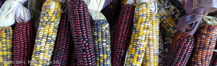 navajo corn