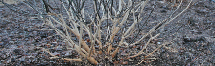 dwarf burning bush winter