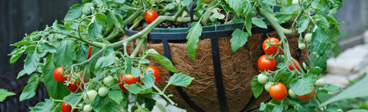download vegetable gardening