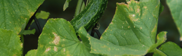 cucumber plant leaves