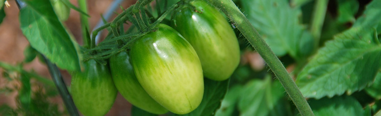 green tomato plant