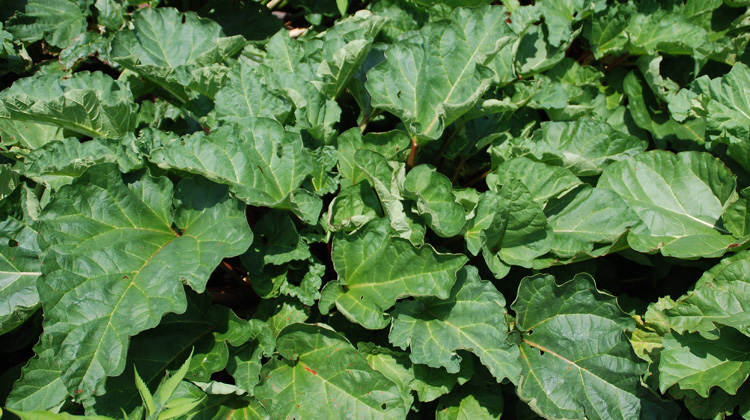 Green Stems on Rhubarb :: Melinda Myers