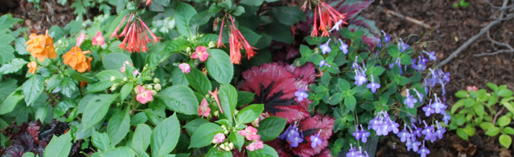24+ Hummingbird Plants For Shade - HemaSanwal