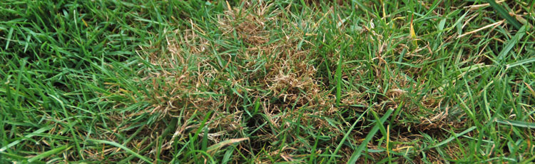 Perennial Weed Grasses in the Lawn :: Melinda Myers