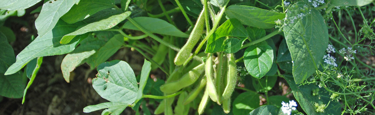 2012_340_MGM_Grow_Your_Own_Soybeans.jpg