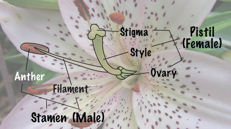 female lily