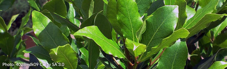 Bay-Leaf-Plant-Has-Sticky-Leaves-with-Black-Spots.jpg