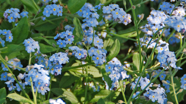 How to Plant and Grow Forget-Me-Not