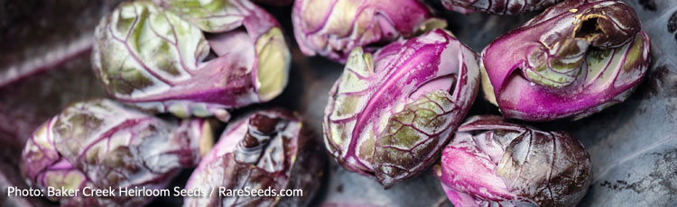 Red Brussels Sprouts Varieties Add Color to Your :: Melinda Myers