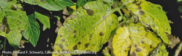 early blight on tomato plants