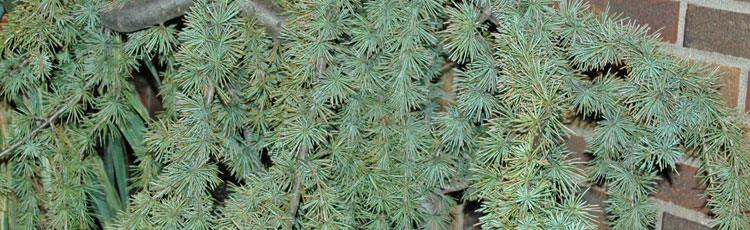 112818_Dwarf_Evergreens_for_Any_Size_Landscape-THUMB.jpg