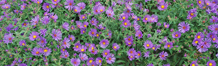 092120_Selecting_Asters_for_Your_Garden.jpg