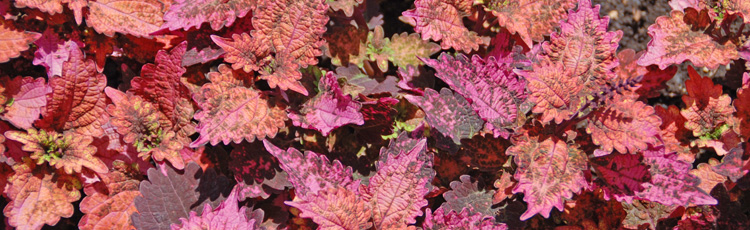060316_Add_Some_Pizzazz_with_Coleus.jpg