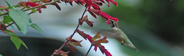 Attract Hummingbirds With Flower Filled Hanging Baskets Melinda Myers