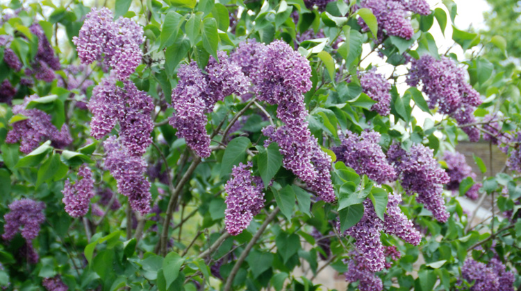 Coaxing-Transplanted-Lilac-to-Bloom.jpg