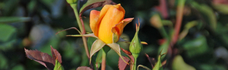 Rose Buds Turned Brown and Never Opened :: Melinda Myers