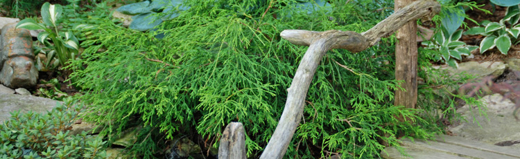 Planting-and-Growing-False-Cypress-THUMB.jpg
