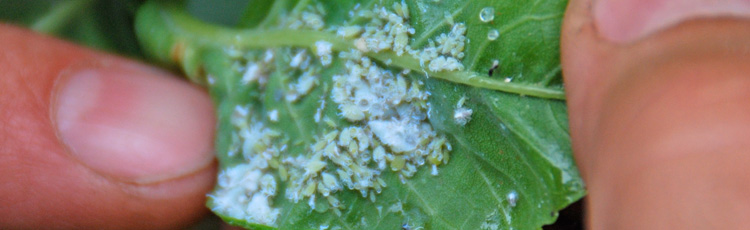 Clear Sticky Substance (Honeydew) on Houseplants :: Melinda Myers