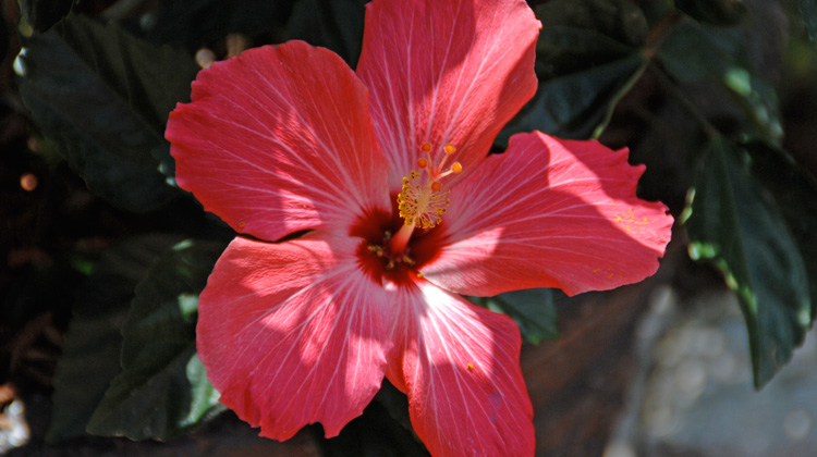 What-to-Do-with-Tropical-Hibiscus-in-Fall.jpg