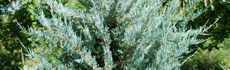juniperus chinensis mountbatten