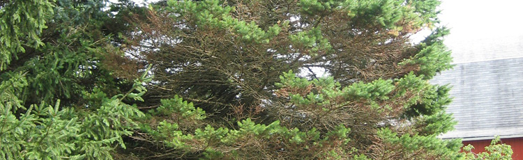 Ask Mr Burger – My Colorado Blue Spruce tree is all brown in the