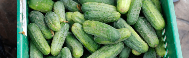 Harvesting Pickles And Cucumbers Melinda Myers