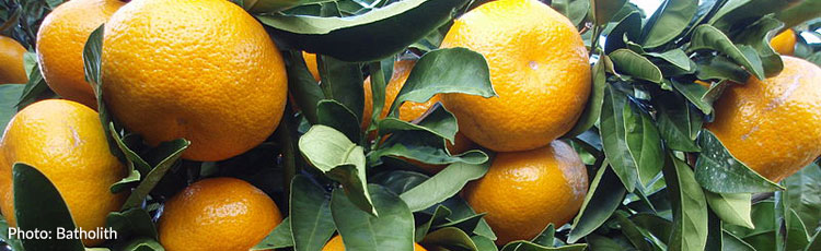 Small Indentations of Trunk of Satsuma Mandarin Orange ...